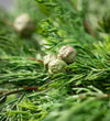 Lush Cypress & Berry Wreath Holiday decor
